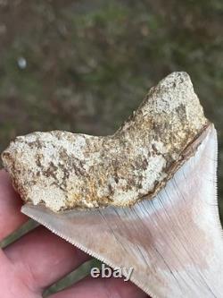 4.16 All Natural Otodus Megalodon Fossil Shark Tooth from West Java, Indonesia