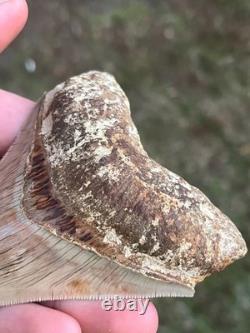 4.16 All Natural Otodus Megalodon Fossil Shark Tooth from West Java, Indonesia