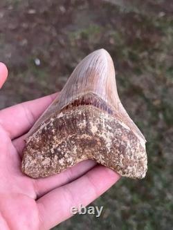 4.16 All Natural Otodus Megalodon Fossil Shark Tooth from West Java, Indonesia