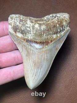 4.16 All Natural Otodus Megalodon Fossil Shark Tooth from West Java, Indonesia