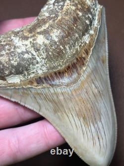 4.16 All Natural Otodus Megalodon Fossil Shark Tooth from West Java, Indonesia