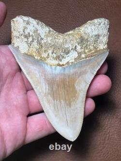 4.16 All Natural Otodus Megalodon Fossil Shark Tooth from West Java, Indonesia