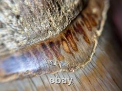 4.16 All Natural Otodus Megalodon Fossil Shark Tooth from West Java, Indonesia