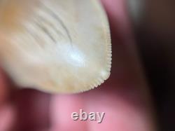 4.16 All Natural Otodus Megalodon Fossil Shark Tooth from West Java, Indonesia