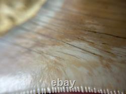 4.16 All Natural Otodus Megalodon Fossil Shark Tooth from West Java, Indonesia