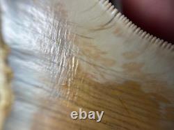 4.16 All Natural Otodus Megalodon Fossil Shark Tooth from West Java, Indonesia