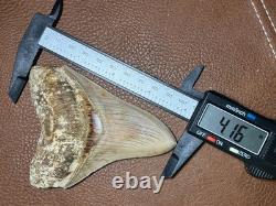 4.16 All Natural Otodus Megalodon Fossil Shark Tooth from West Java, Indonesia