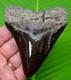 4.16 Megalodon Shark Tooth Real Fossil No Restorations Sharks Teeth