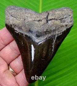 4.16 Megalodon Shark Tooth Real Fossil NO RESTORATIONS Sharks Teeth
