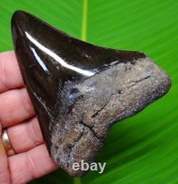 4.16 Megalodon Shark Tooth Real Fossil NO RESTORATIONS Sharks Teeth