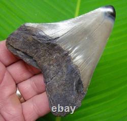 4.16 Megalodon Shark Tooth Real Fossil NO RESTORATIONS Sharks Teeth