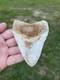 4.18 Orange Lightning Patterned Sharp Megalodon Fossil Shark Tooth Summerville