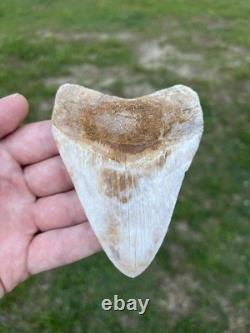 4.18 Orange Lightning Patterned Sharp Megalodon Fossil Shark Tooth Summerville