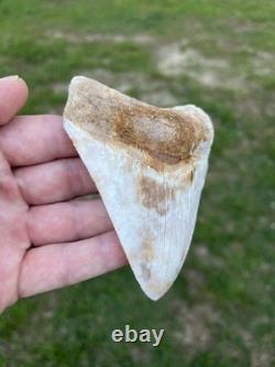 4.18 Orange Lightning Patterned Sharp Megalodon Fossil Shark Tooth Summerville
