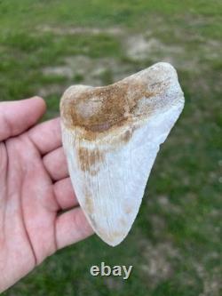 4.18 Orange Lightning Patterned Sharp Megalodon Fossil Shark Tooth Summerville