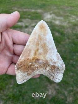 4.18 Orange Lightning Patterned Sharp Megalodon Fossil Shark Tooth Summerville