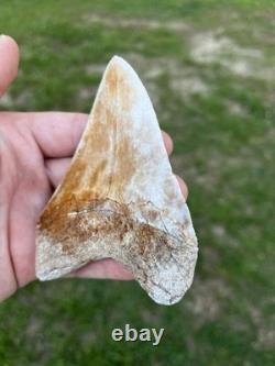 4.18 Orange Lightning Patterned Sharp Megalodon Fossil Shark Tooth Summerville