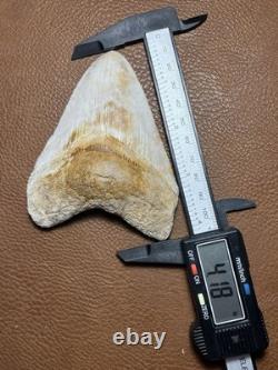 4.18 Orange Lightning Patterned Sharp Megalodon Fossil Shark Tooth Summerville