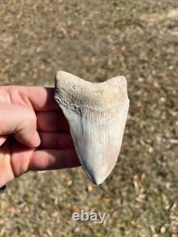 4.19 Classic White Megalodon Shark Tooth Fossil from Summerville, SC