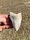 4.19 Classic White Megalodon Shark Tooth Fossil From Summerville, Sc