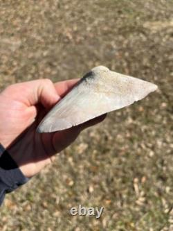 4.19 Classic White Megalodon Shark Tooth Fossil from Summerville, SC