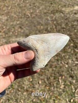 4.19 Classic White Megalodon Shark Tooth Fossil from Summerville, SC