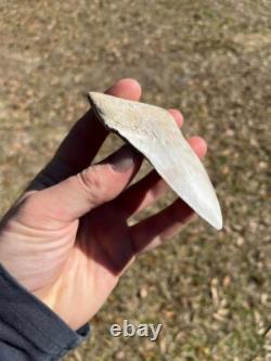 4.19 Classic White Megalodon Shark Tooth Fossil from Summerville, SC