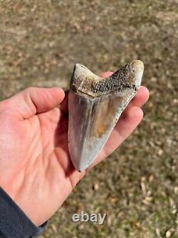 4.19 Classic White Megalodon Shark Tooth Fossil from Summerville, SC