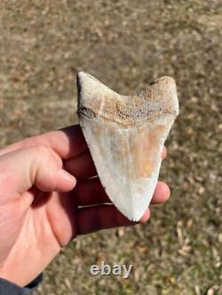 4.19 Classic White Megalodon Shark Tooth Fossil from Summerville, SC
