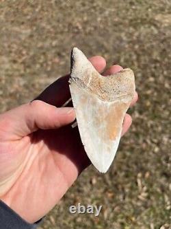 4.19 Classic White Megalodon Shark Tooth Fossil from Summerville, SC