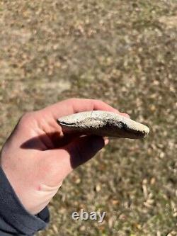 4.19 Classic White Megalodon Shark Tooth Fossil from Summerville, SC