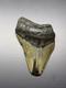 4 1/2 Inch Megalodon Tooth