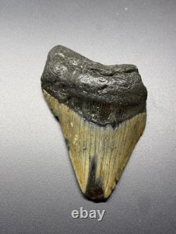 4 1/2 Inch Megalodon Tooth