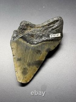 4 1/2 Inch Megalodon Tooth