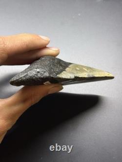 4 1/2 Inch Megalodon Tooth