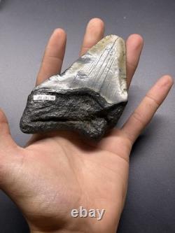 4 1/2 Inch Megalodon Tooth