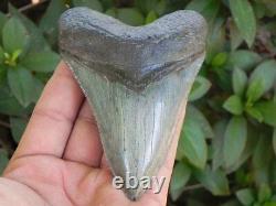 4 1/4 Inch Fossil Megalodon Prehistoric Shark Tooth Teeth. Sharp Serrations