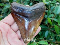 4 1/8 Inch St. Mary Megalodon Fossil Shark Tooth Teeth. Great Tooth