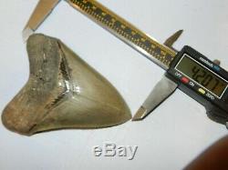 4.20 inch Georgia Megalodon Upper Shark Tooth Serration NO REPAIR
