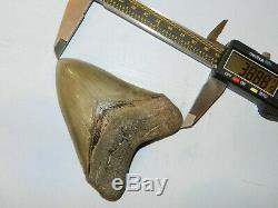 4.20 inch Georgia Megalodon Upper Shark Tooth Serration NO REPAIR