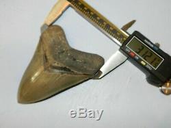 4.20 inch Georgia Megalodon Upper Shark Tooth Serration NO REPAIR