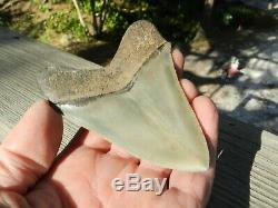 4.20 inch Georgia Megalodon Upper Shark Tooth Serration NO REPAIR