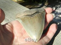 4.20 inch Georgia Megalodon Upper Shark Tooth Serration NO REPAIR