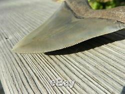 4.20 inch Georgia Megalodon Upper Shark Tooth Serration NO REPAIR