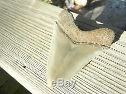 4.20 inch Georgia Megalodon Upper Shark Tooth Serration NO REPAIR