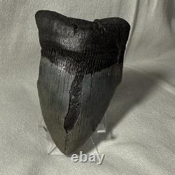 4.25 Authentic Megalodon Shark Tooth Fossil Natural Solid Root NO RESTORATION