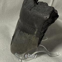 4.25 Authentic Megalodon Shark Tooth Fossil Natural Solid Root NO RESTORATION
