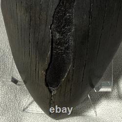 4.25 Authentic Megalodon Shark Tooth Fossil Natural Solid Root NO RESTORATION