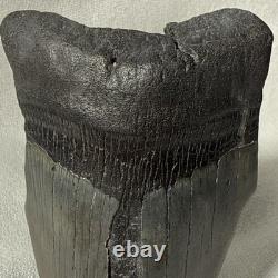 4.25 Authentic Megalodon Shark Tooth Fossil Natural Solid Root NO RESTORATION