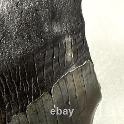 4.25 Authentic Megalodon Shark Tooth Fossil Natural Solid Root NO RESTORATION